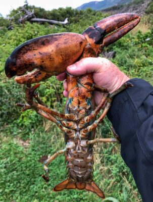 Ein großer Hummer, der an den Scheeren gehalten wird
